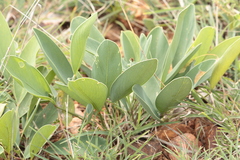 Tephrosia calophylla